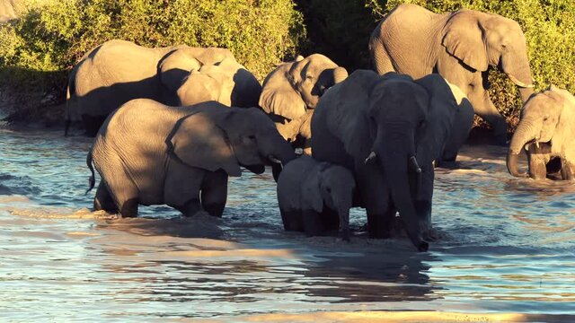 A parade or herd of elephants is seen drinking from a natural water hole in Botswana
