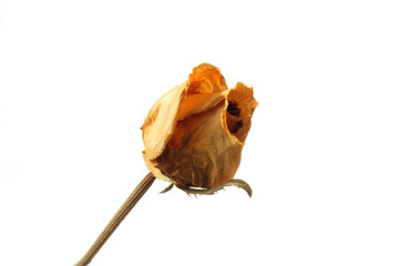 dried yellow rose  Bud isolated whiet background
