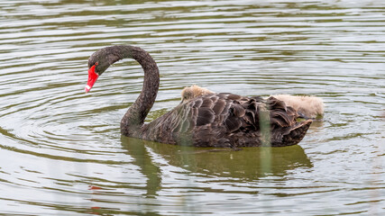 Swan & Cygnet at Newport lake, the area was created from a former Bluestone Quarry and is a...