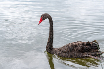 The black swan is a large waterbird, a species of swan which breeds mainly in the southeast and southwest regions of Australia.