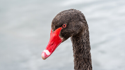 The black swan is a large waterbird, a species of swan which breeds mainly in the southeast and southwest regions of Australia.
