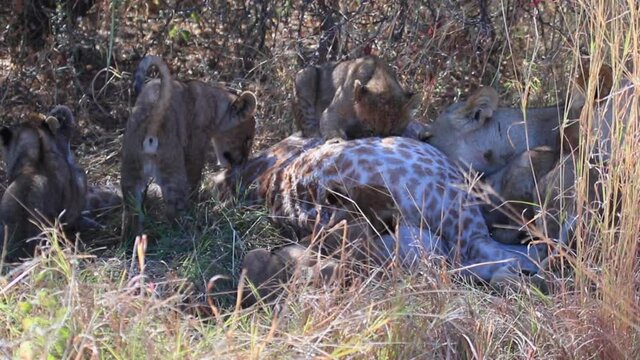 Lion cubs attempt to eat a giraffe killed by their mother. Their teeth are not strong enough to break the skin.
