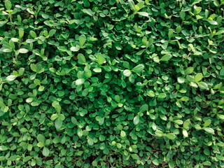 Obraz premium green background