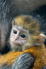 The baby Javan lutung (Trachypithecus auratus) closeup image,  also known as the ebony lutung and Javan langur, is an Old World monkey from the Colobinae subfamily