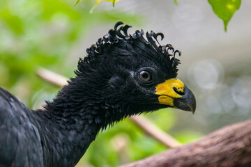 A male bare-faced curassow (Crax fasciolata). It is a species of bird in the family Cracidae, The male has black upper parts faintly glossed with greenish-olive, with an unfeathered face