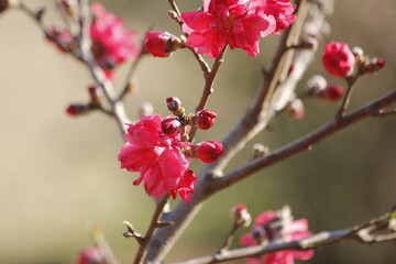Fototapeta na wymiar red apple blossom