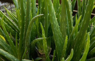 Natural textures. Succulent plants. Closeup of an Aloe vera green and thorny leaves.
