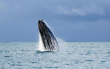 humpback whale jumping out of water 