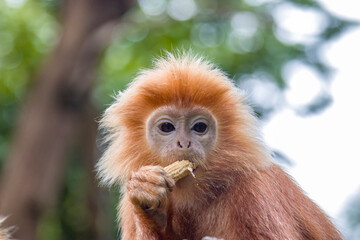 The Javan lutung (Trachypithecus auratus) closeup image,  also known as the ebony lutung and Javan langur, is an Old World monkey from the Colobinae subfamily