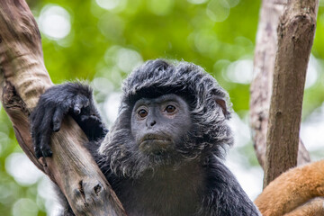 The Javan lutung (Trachypithecus auratus) closeup image,  also known as the ebony lutung and Javan langur, is an Old World monkey from the Colobinae subfamily
