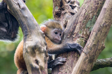 The baby Javan lutung (Trachypithecus auratus) closeup image,  also known as the ebony lutung and Javan langur, is an Old World monkey from the Colobinae subfamily.