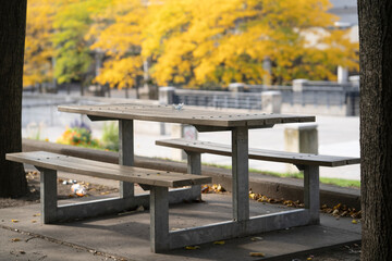 A Bench at the park in autumn in Ontario Canada