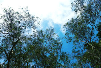 trees and blue sky