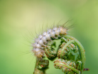 light hairy caterpillar with dark longitudinal stripes on young shoots of bracken fern, selective focus