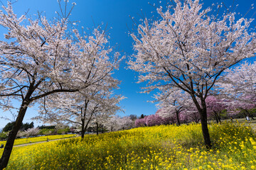 Fototapeta na wymiar 青空に映える桜と菜の花