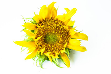 sunflower isolated on white background. Real Yellow sunflower from nature.