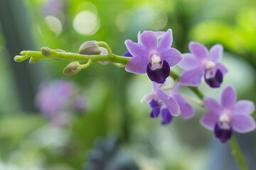 Fototapeta na wymiar Beautiful purple bloom orchid flowers garden