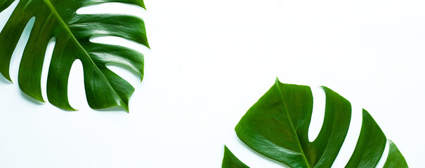 Fototapeta na wymiar closeup tropical monstera leaf isolated on white background, Flat lay, fresh wallpaper banner concept