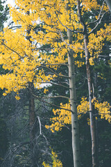 Quaking yellow aspen tree leaves in the fall in Rocky Mountain National Park