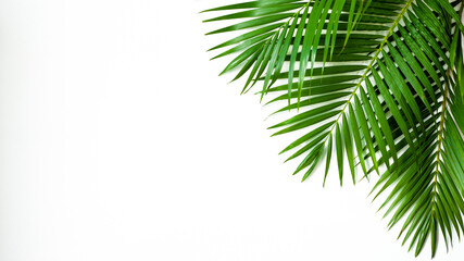 Obraz premium closeup palm leaf isolated on white background, summer background