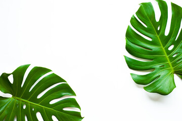 closeup tropical monstera leaf isolated on white background, Flat lay, fresh wallpaper banner concept