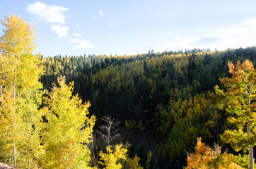 Autumn forest in the mountains.