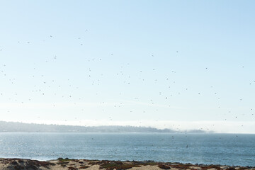 birds at the beach