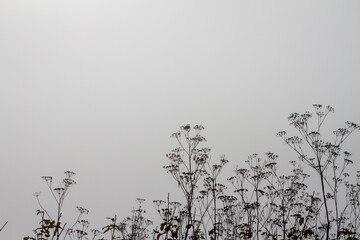 black and white background