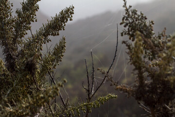 grass in the fog