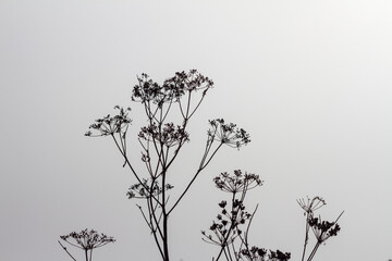 black and white flowers