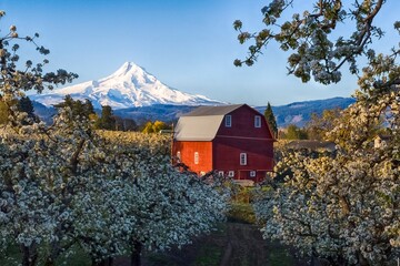 Blooming season in Hood River, Oregon. Iconic view landscape. Red barn, Mt. Hood and blooming trees in pear orchard