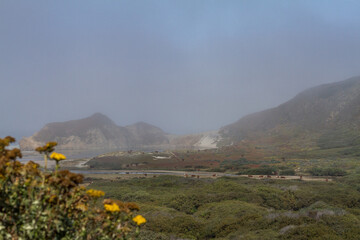 flowers and cows in the mountains