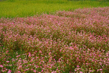 ピンク色のアカソバ、黄緑のダッタンソバの花が咲く秋の山里の畑