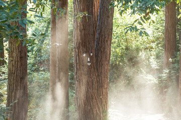 misty morning in the forest