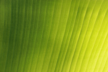 fresh green Leaf texture background of banana