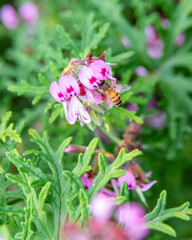 Flora and fauna at the Melbourne Botanical Gardens