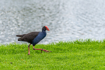 Purple Swamphen at the Melbourne Botanical Gardens