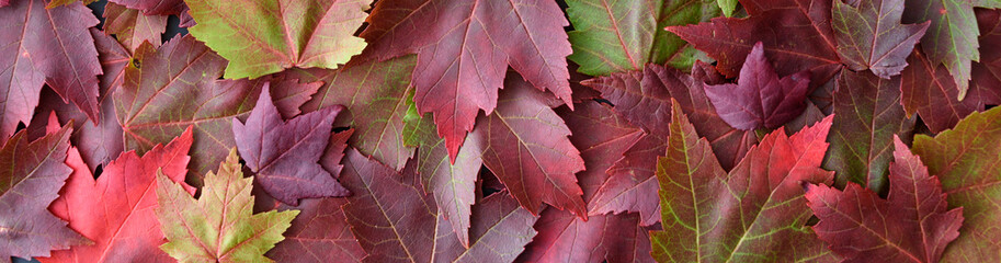 Colorful fall maple leaves as a nature background, red, green, and orange
