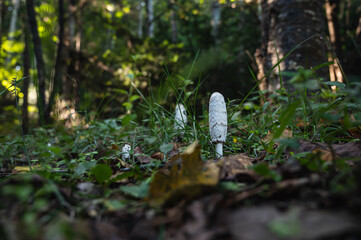 きのこ狩り　森のササクレヒトヨタケ