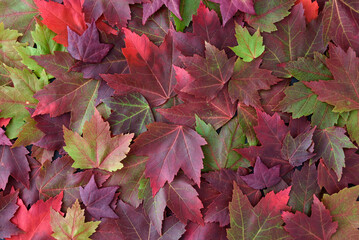Naklejka na ściany i meble Colorful fall maple leaves as a nature background, red, green, and orange 