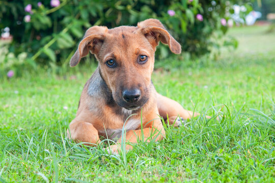 Cute dog puppy lying on grass and looking at camera. 