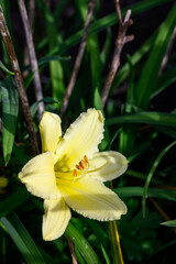 Closeup of yellow daylily blooming in a garden, as a nature background
