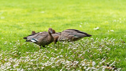 Australian Wood Duck at the Melbourne Botanical Gardens