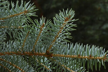 Naklejka na ściany i meble The fluffy pine leaves with the deep green color in Sapporo Japan