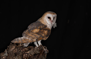 night owl perched with black background
