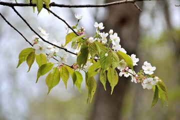 世界唯一の木ミヤマカスミザクラ 白い花アップ