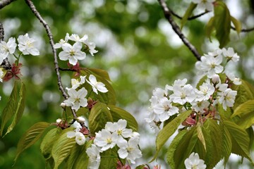 世界唯一の木ミヤマカスミザクラ 白い花アップ