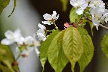 世界唯一の木ミヤマカスミザクラ 白い花アップ