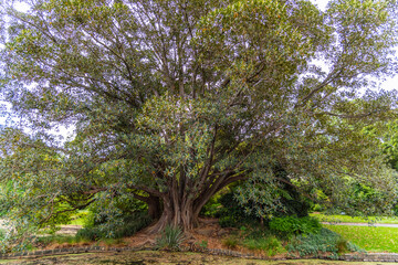 Diversity of nature at the Melbourne Botanical Gardens