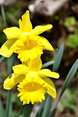 水仙 黄色い花アップ